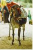 donkey